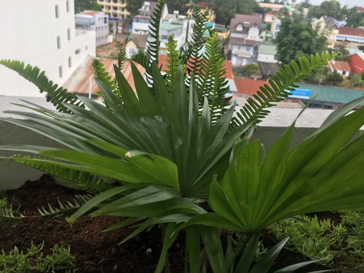 Ivy Hotel Dalat Exteriör bild